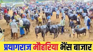 प्रयागराज मौहरिया भैंस बाजार | Bhains ki Mandi prayagraj | Pashu Bajar mauhariya