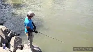 Wallago attu Pathen Fishing || Fishing at Gulbarga karnataka India