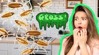 GERMAN COCKROACHES🪳TAKEOVER HOME!