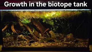 Growth in my South East Asian biotope aquarium
