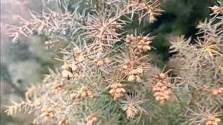 Ajuda na id / Qual tipo de conífera é essa?  Ótimo quebra vento /Pega raiz em galho
