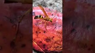 Insects of the Amazon 0212 #bug #insects #animals