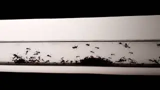 Ant Colony Haus des Meeres (Vienna)