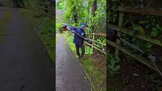 Overgrown Shrubs? Watch This Garden Cleanup