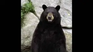 Bear Bought Blues (music video) - Gravity is the Enemy
