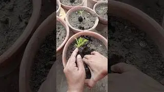 How to transplant seedlings into pots #flowers #garden