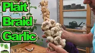 How To Plait or Braid Soft Neck Garlic Bulbs  Easy Step By Step Method