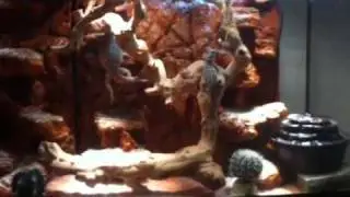 bearded dragon fake rock enclosure......built by rockey dominguez