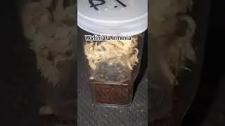 tak jak m&oacute;wiłem przeprowadzka irmini