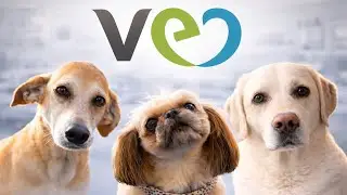 Through Their Eyes: Pet parents share their experience at our Vet Eye Care Clinic!
