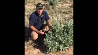 Anameka Saltbush Intro