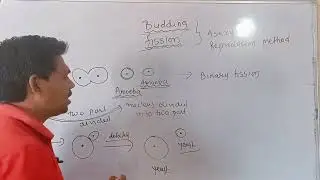 what is fission and budding||zoology fission and budding||what is fission||what is budding