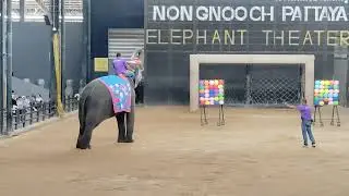 Elephant Show, #thailand  Balloon burst competition #pattaya
