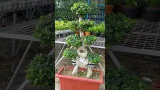 Unique Bonsai Design 🌳|  Artistic Plants|Flowers| #flowers #bonsai #garden #trending rending