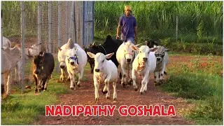 Nadipathy Goshala Yeleswaram | Dr. P. Krishnam Raju | #youtube #animals #cow #yt #cow #punganur