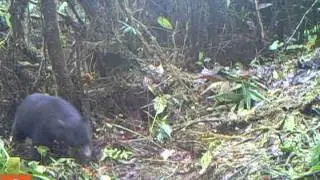 Camera trap footage of the Andean Bear