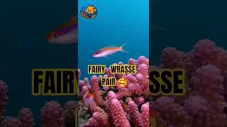 Colorful Fairy Wrasse Couple on a Coral Reef | Ocean Life Cam #shorts