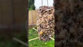 DIY Zero Waste Bird Feeder! #shorts #youtubeshorts