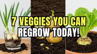 Don't Throw Them Out! Regrow These 7 Veggies From Kitchen Scraps