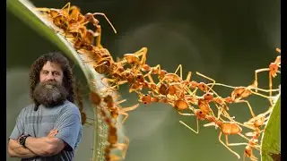 Wisdom Of Crowds, Ant Colonies and Emergent Complexity - Robert Sapolsky [Lecture #22]