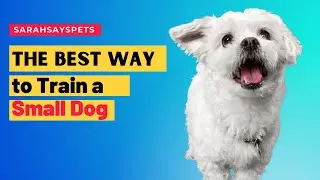 How To Train A Small Dog | Sarah Says Pets #TrainedbySarahHodgson