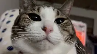 【猫様動画】おゆき
