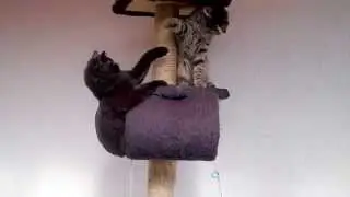 NERO vs  PETERLE  #11