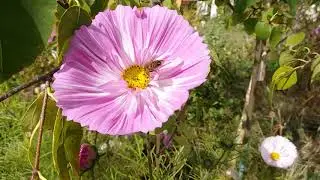 COSMOS CUPCAKES  - Loved by the Bees