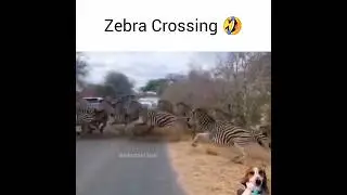 real-life zebra crossing 😂🤣 #trending #viralvideo #music #song #funny #meme #zebra #crossing