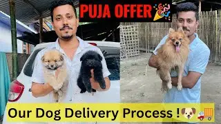 Hurry up!🎊Puja Offer Available 🥳//What is our procedure for delivering Dogs ?