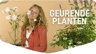 Heerlijk geurende planten voor elk seizoen