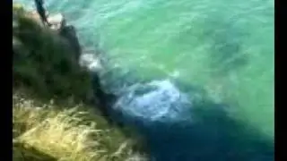 roo jumpin little haven wall
