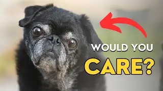 Signs Your Dog is Aging (What To Look For)