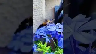 Butterfly 🦋 Flower/ butterfly drinking nectar from flower/ Cute animals/ #shorts