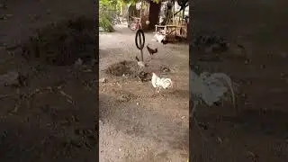 Filipino Fighting Roosters (Sabong)