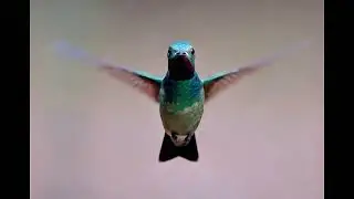 the beauty of birds in the wild #charmofbirds #exoticbirds #beautifulbirds #beautifulbirds