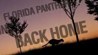 Help Save the Florida Panther