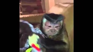 Monkey won't give back the Dog's Turkey Toy