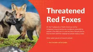 An Endangered Red Fox