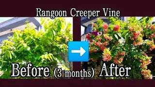 15 Tips on How to Prune & Propagate Rangoon Creeper Vine - Part 4 (Quisqualis indica)