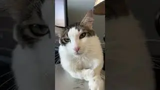 Meet My Rescued Cat From Qatar His Name Is Qatari  #mycat #rescuedcat #shortvideo