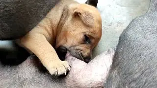 #23days-old, #puppy - newborn breastfeeding, and take mom's milk🥰🥰 #cute #viral #doglover #dog #dogs
