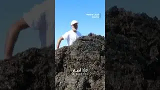 Algae overwhelm Algeria's beaches