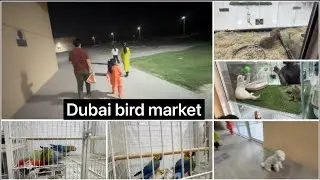 Dubai bird 🦜🐈🐇market vlog/UAE🇦🇪 family vlog 