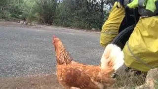 La gallina turuleca!