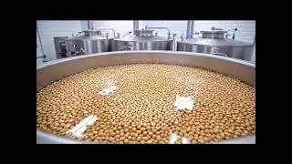 Soybeans to Tofu &ndash; Inside the Factory #factory #production #productionfacility  #industrial