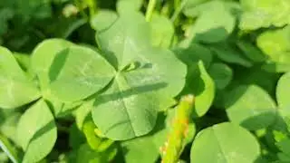 [CLOVER] page109 video b &ndash; photo collectionSIX-LEAF CLOVER