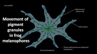 Movement of pigment granules in frog melanophores