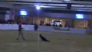 Discdogging German Open Westernreiten 2007