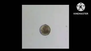 إنبات أنابيب اللقاح